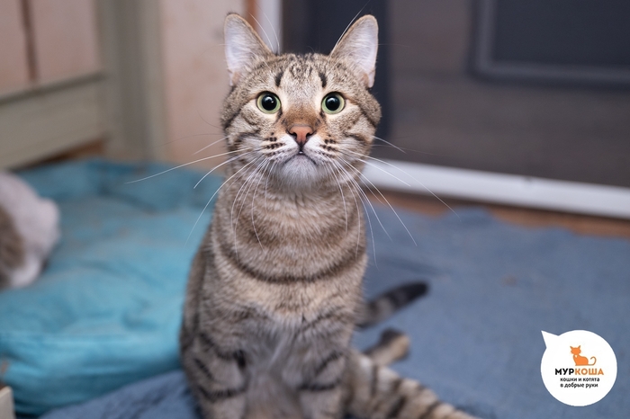 Кот Генацвале, 2 года, приехал с передержки. Котик – “спинальник”, требуется особый уход.