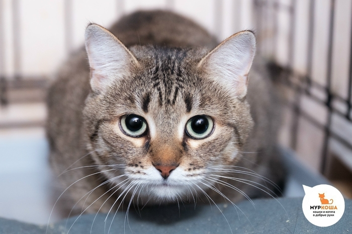 Кошка Усаги, 3 года, найдена на улице.