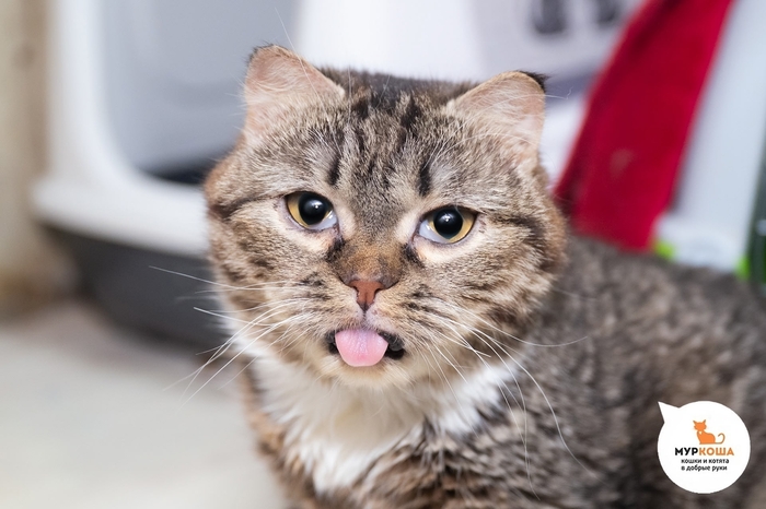 Кошка Февралинка, 2 года, найдена на улице.