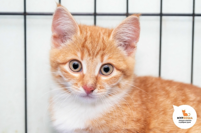 Котёнок-девочка Фокси, 6 месяцев,