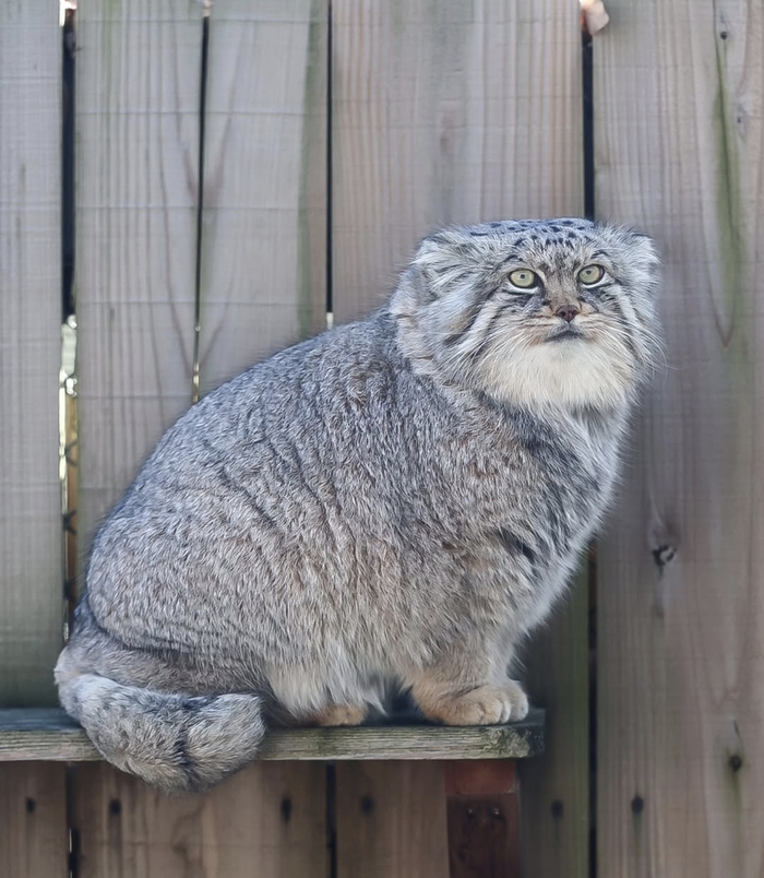 ����������� ���