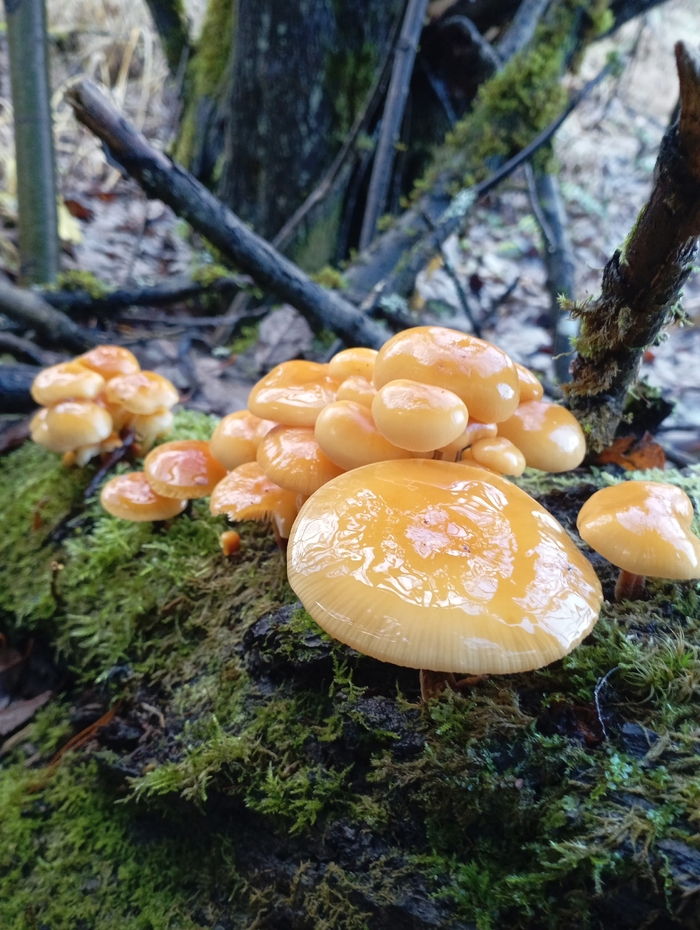 ���� �. ����������.