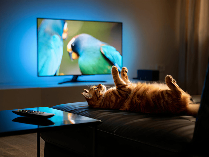 ������� ������ ����������� 55 ������ 4K 2026 ����: ���-25 ������� �� ���� � �������� ��������