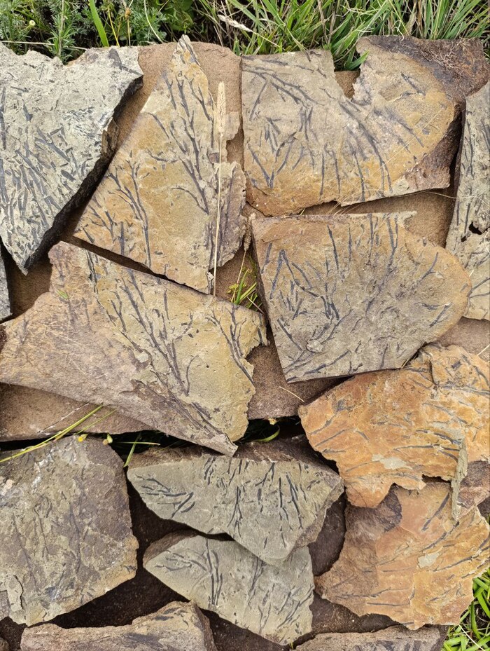 Добытые учеными ископаемые растения.