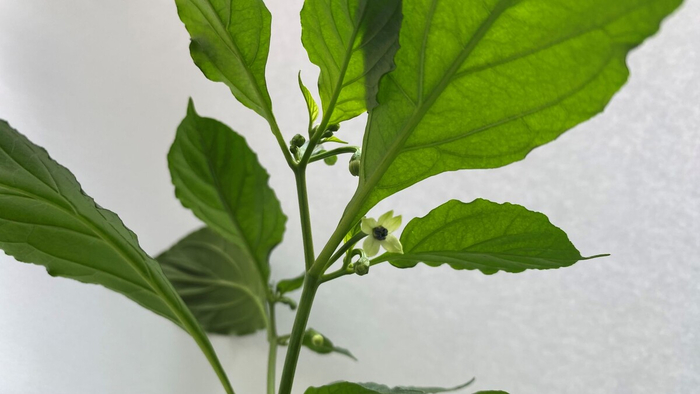 �������� ������