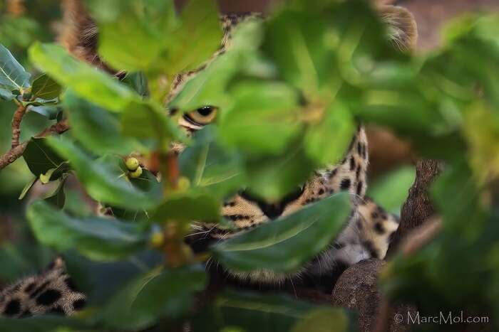 Я тебя вижу