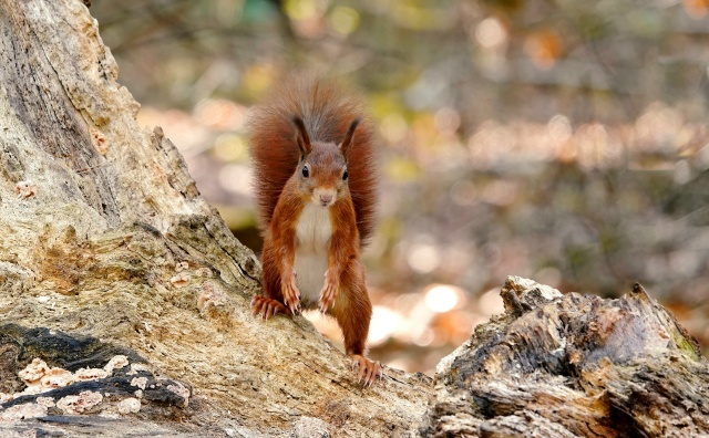 Пришла посмотреть - чем я занимаюсь. Они любопытные и не особо пугливые. Мы сыпали им орешки, они ели, позировали и носились кругами друг за другом.