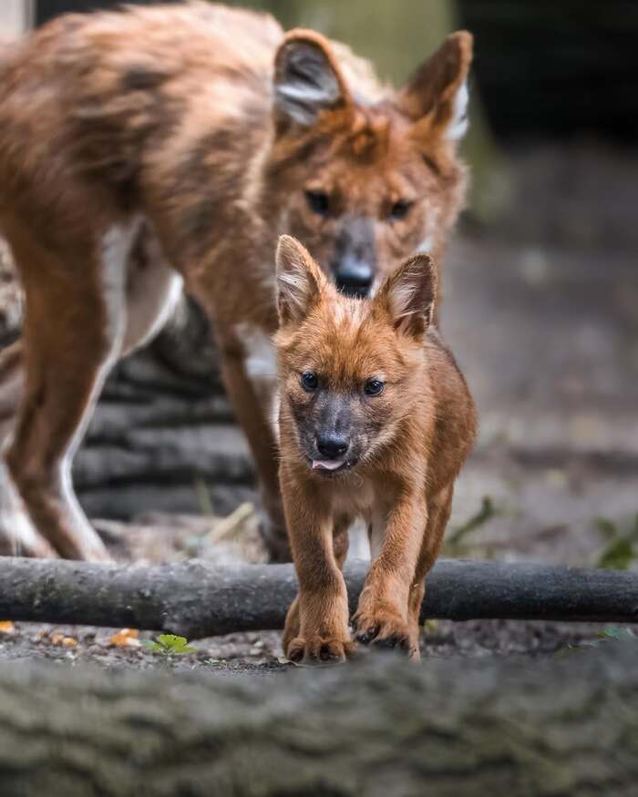 ����� �������� �����