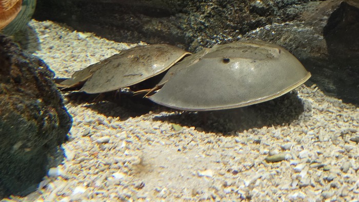 ���������� - ���� �� ����� ��������������