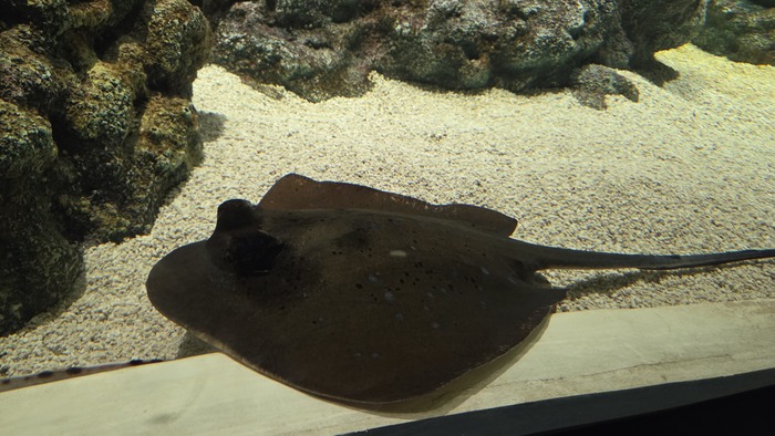 ���� ����������