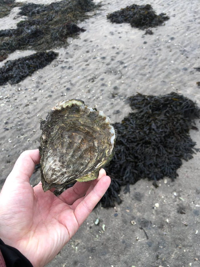 ������� ����� �������.