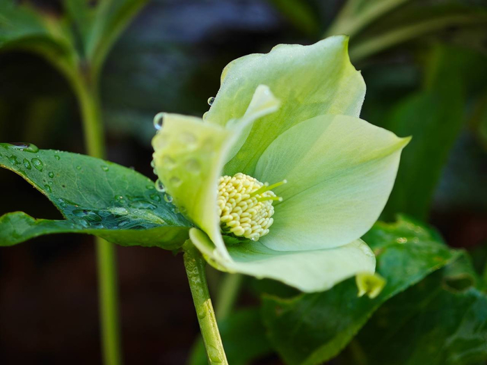 <a href="https://pikabu.ru/story/vesna_blizko_13611724?u=https%3A%2F%2Fritsa-park.ru%2Findex.php%2Fnovosti%2F360-moroznik-zimovnik-kavkazskij&t=%D0%97%D0%B8%D0%BC%D0%BE%D0%B2%D0%BD%D0%B8%D0%BA%20%D0%BA%D0%B0%D0%B2%D0%BA%D0%B0%D0%B7%D1%81%D0%BA%D0%B8%D0%B9&h=129e9fbe2aaeb11fe7881f7c3cc72d0d15c8f9a2" title="https://ritsa-park.ru/index.php/novosti/360-moroznik-zimovnik-kavkazskij" target="_blank" rel="nofollow noopener">�������� ����������</a>. ����: ��������� ������������ ����