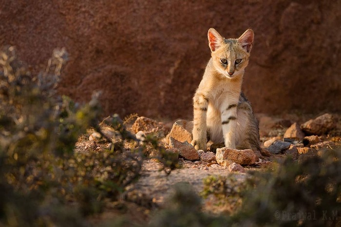 ���������� ������ ���������� ����