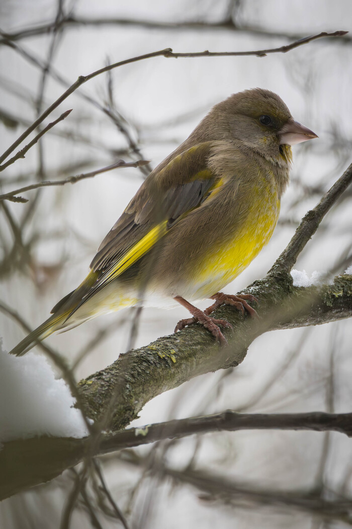 �� ���� ����� (���� �� ���� ��� ������� ��������)