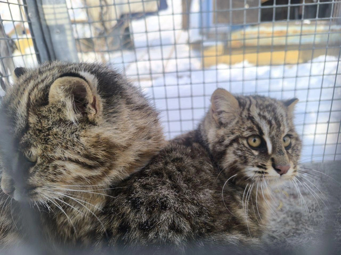 � ���������� ���� �������� ���� ������ �����...