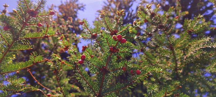 ������ ���� ���� ���� ������� � ������� ���� , � ������� ������ ( � ����� �������� ��������������) ������� ������ ��������, � ��������� ������, ������� ������ ������� ����� ������� ������.