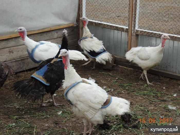 ������ ������� � �������