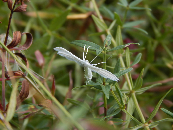 ����� ��������. �������� ��������� �������