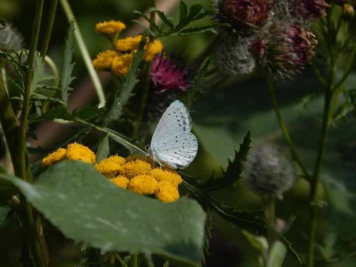 ��������� ��������� ��� ��������.