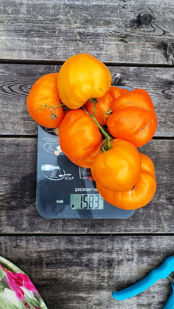 Оранжевый бизон