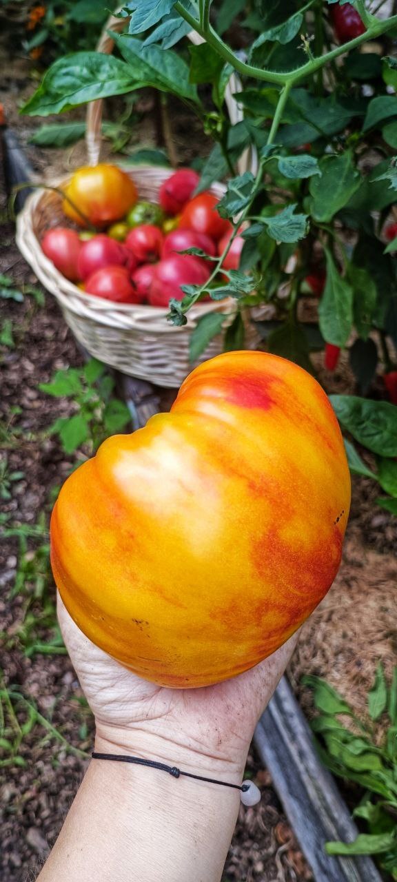 Сокровище инков