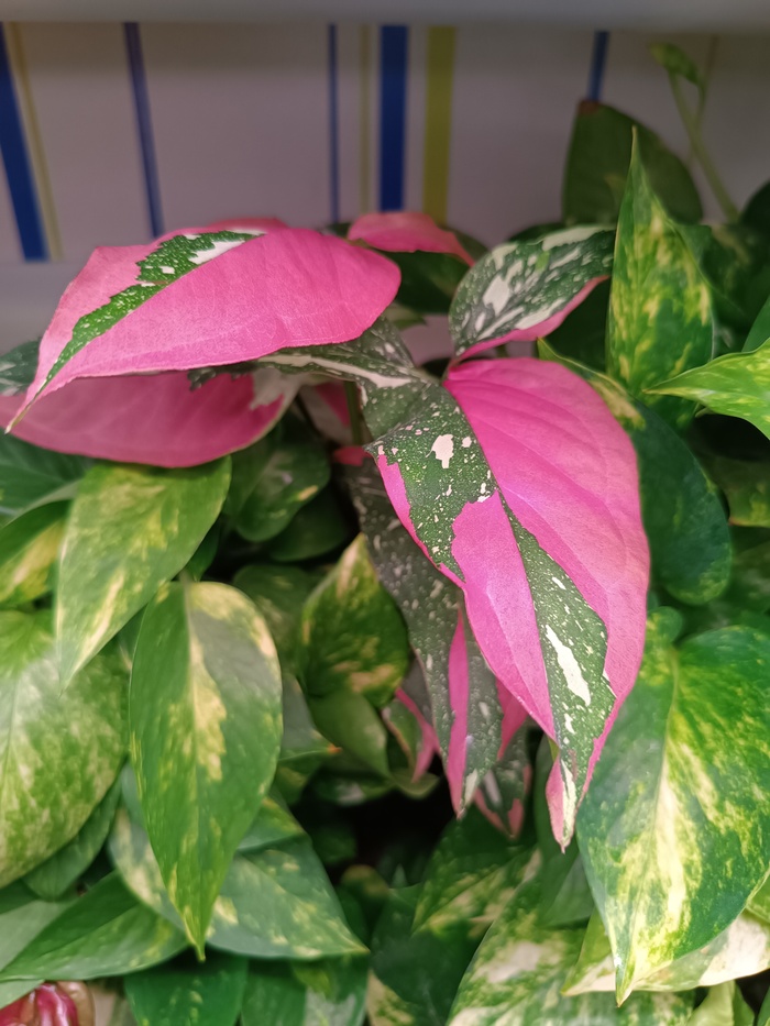 ��������� ��� ���� �������� 