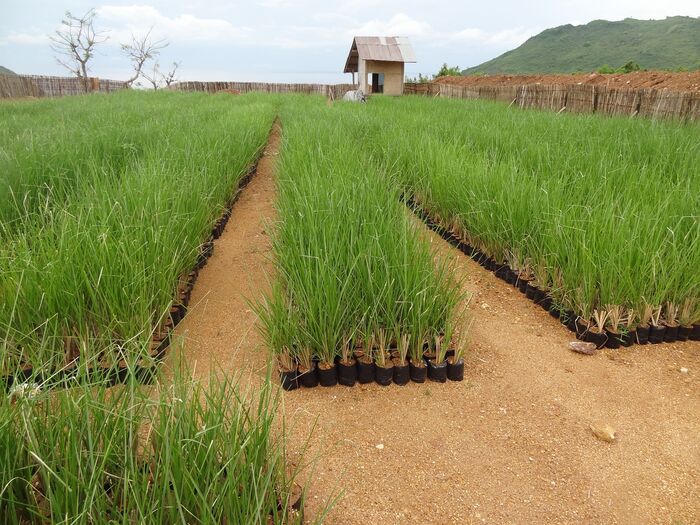 ����������� ��������. ���� � ����� <!--noindex--><a href="https://pikabu.ru/story/poleznyie_vetiver_13617931?u=http%3A%2F%2Fkartinki-i-risunki.ru&t=kartinki-i-risunki.ru&h=f9bb0552286965284c37c76e0404182ac9df9360" title="http://kartinki-i-risunki.ru" target="_blank" rel="nofollow noopener">kartinki-i-risunki.ru</a><!--/noindex-->.