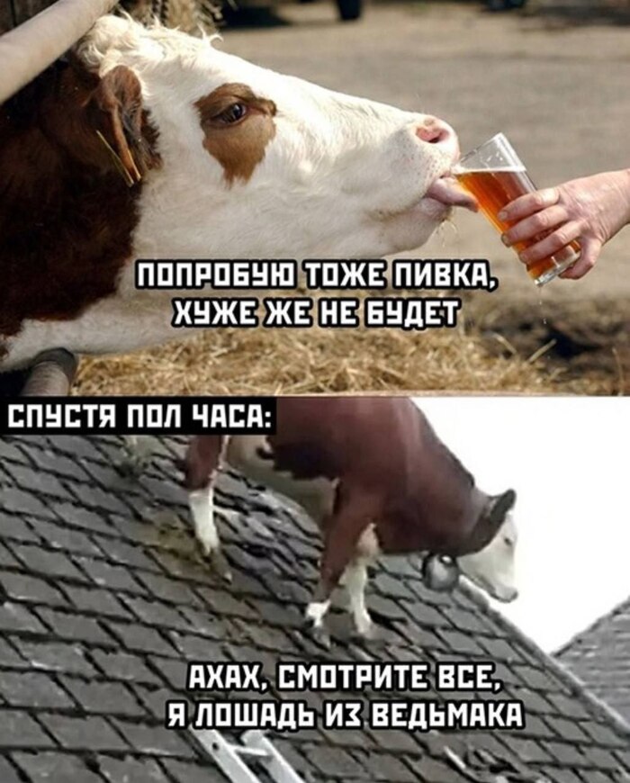 ������ ����