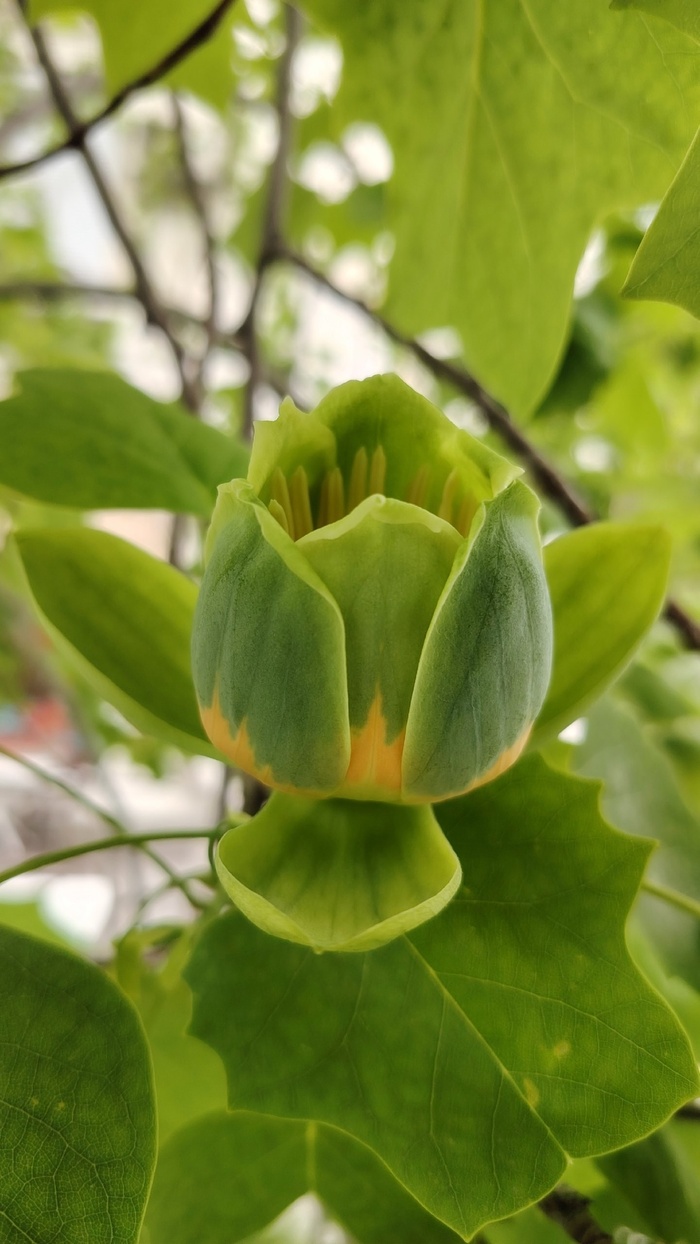 ����� ������ ������ ������������, ������� �� �������� �����. ���� �. ���������-���������.