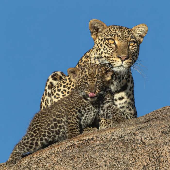 ������� �����, ��������