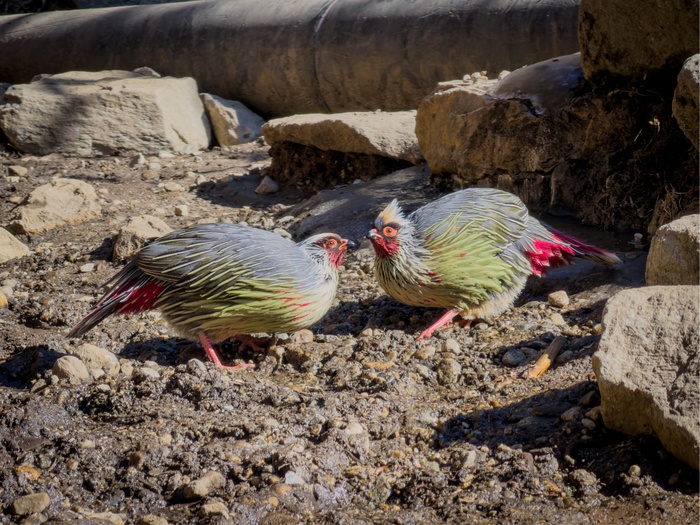 ������� �������� �������