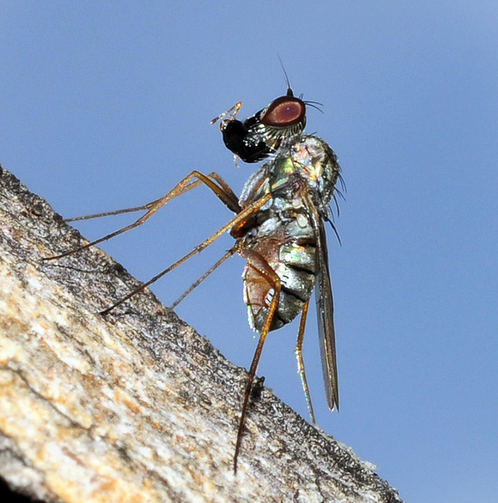 Medetera flavipes, Испания © faluke, некоторые права защищены (CC-BY-NC). Фото приведено для более детального показа насекомого