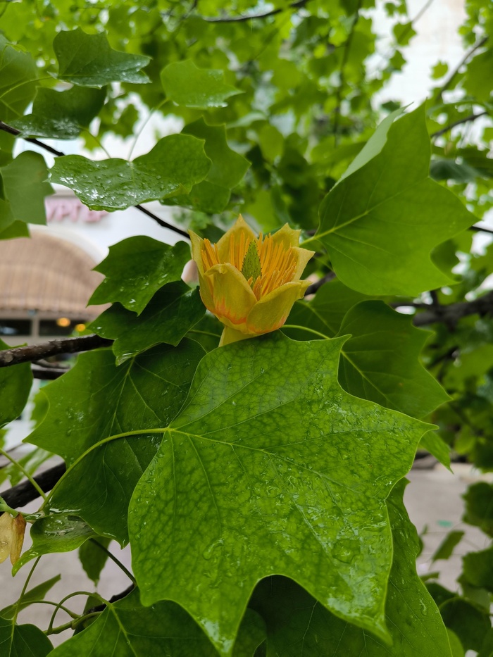 ����� ������������ ������ � �������. ���� �. ��������.