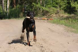 ������� ��������������