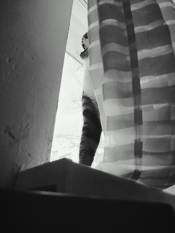 Зевающий кот. Случайный кадр из фотосета