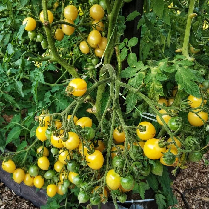 Сумасшедшие вишни Барри