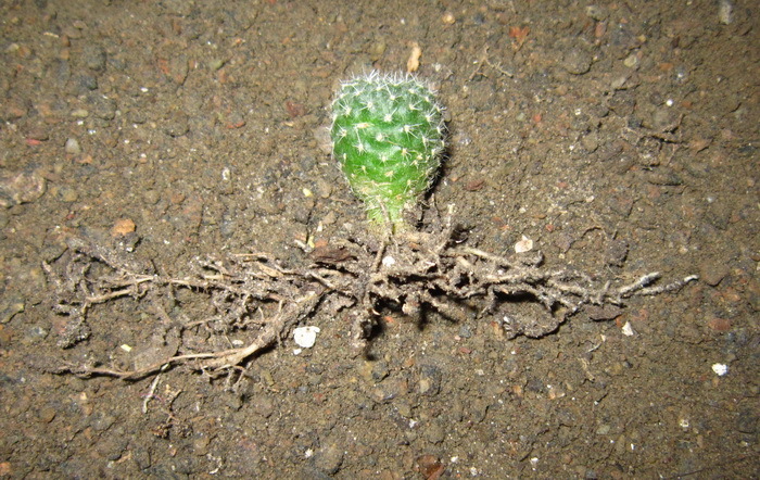 �������� ������� ��������