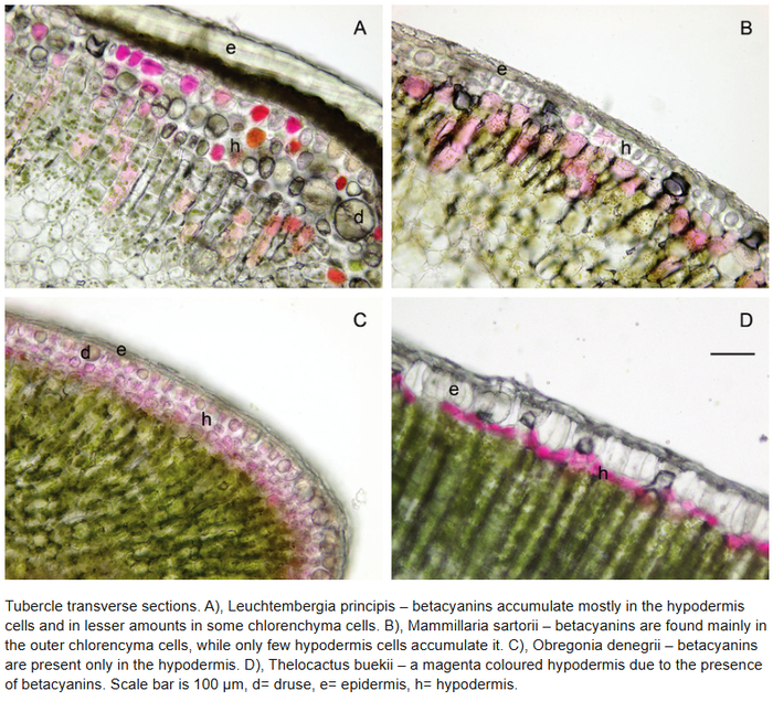 ����-���������� ������� ������ - ��� � ���� ������, ���������� ������� ���������� ���������� 