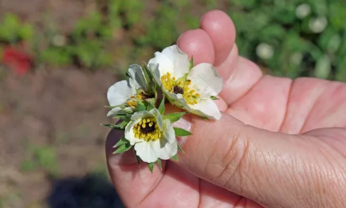 Цветки почернели от мороза, урожая с них не будет