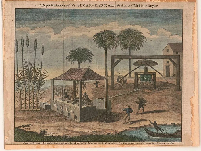 Изображение сахарного тростника и искусства производства сахара (1749)