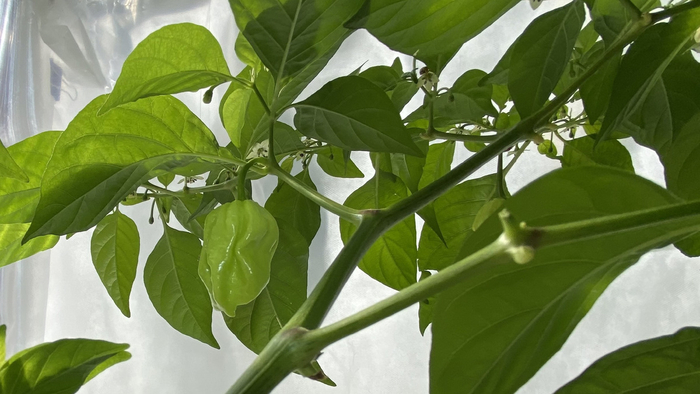 25 �������� (���� ��� - �������� ����!!!) - ������ �� �������?