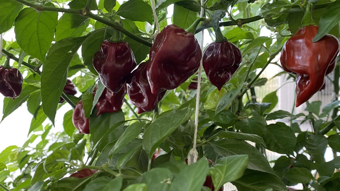 ��� �������!