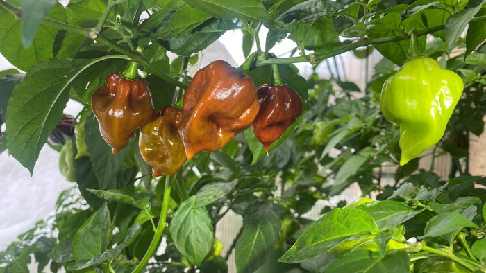 ��� ����� ����� ������ ������