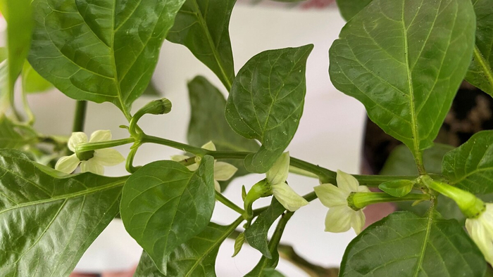 �������� ��������