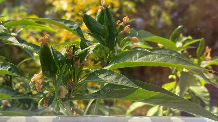 � ��� ��� ������������ �������