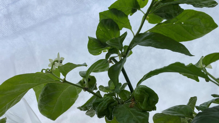 �������� �������������, � �������� �����-���� �� �����