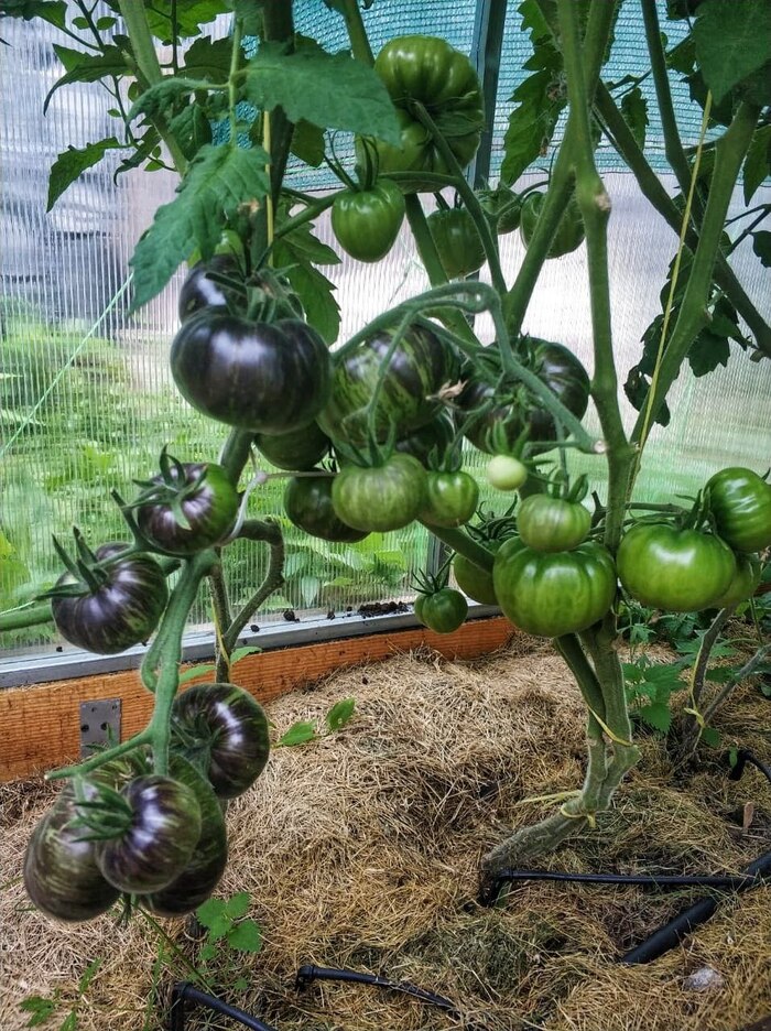 ������� ������ �������