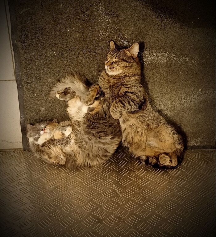 �������, ����������))