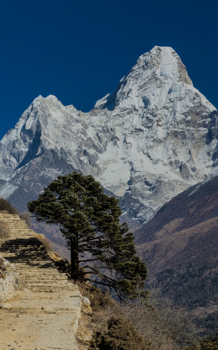 Пихта Замечательная Abies spectabilis на фоне вершины Ама-Даблам, Непал, несколько дней назад.