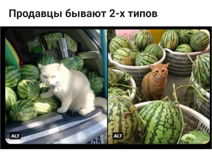 ������ ����������